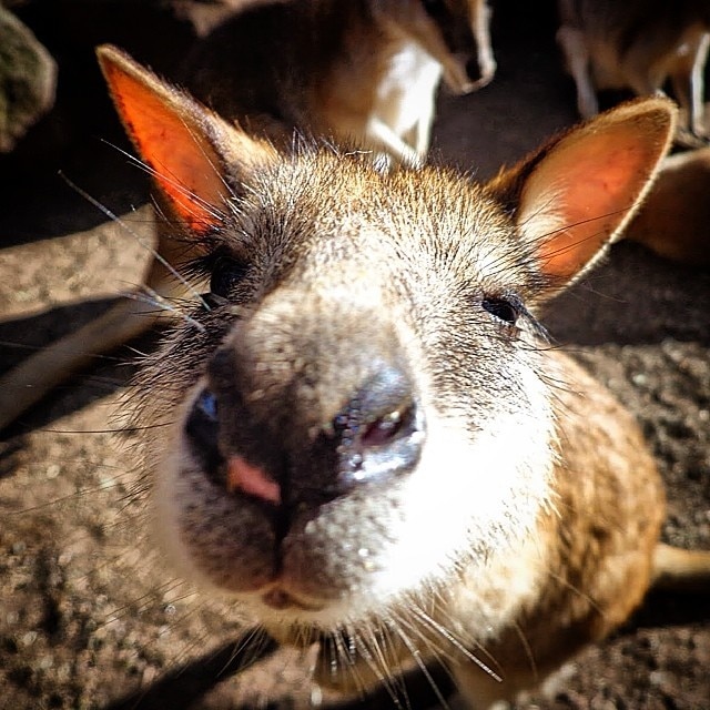 Exotic store pets doonside