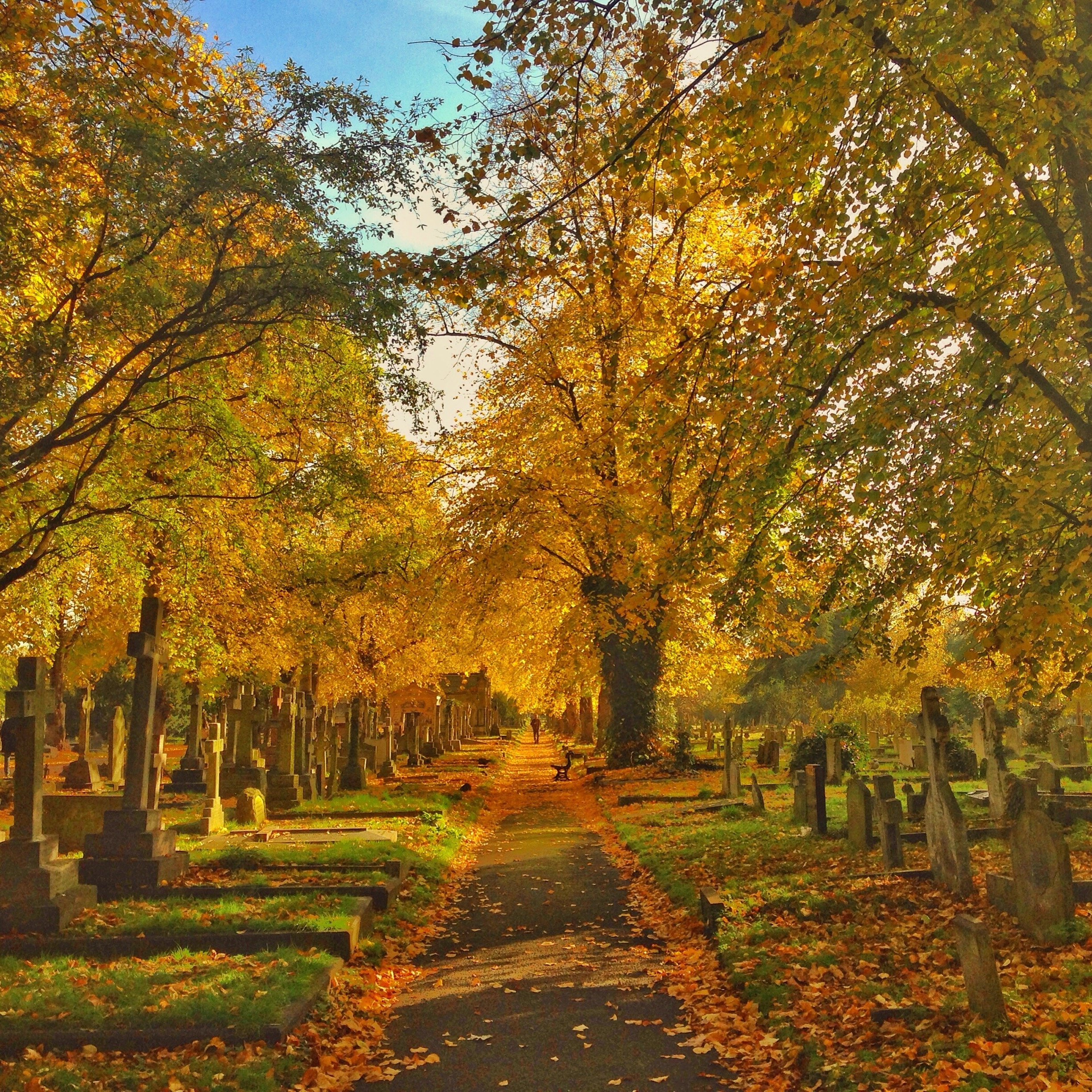 Park's in London always look beautiful in fall. The gothic architecture of Brompton cemetery has an especially striking look.