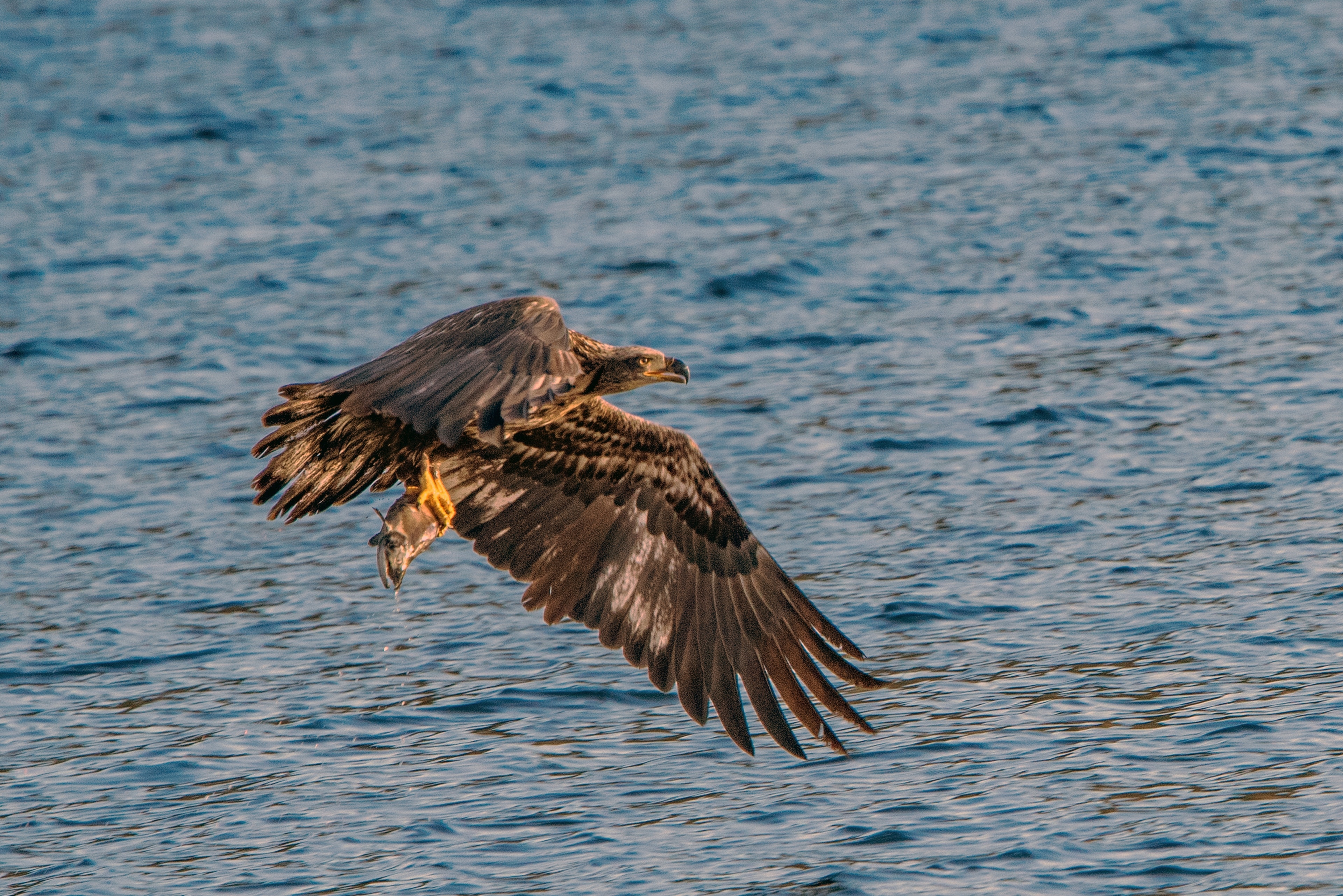 Watching the eagle migration on Lake Coeur d'Alene, this young juvenile exhibited excellent hunting skills as he snatched a Kokanee from the water.
#wildlife
#nature
#eagle
#eagle_with_fish