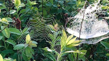 Morning dew on spiders webs.  The field at the Robert Frost Interpretive Trail was full of them the morning I went.  I sat on one of them benches and watched/listened to the birds.  A very pleasant way to start the day.