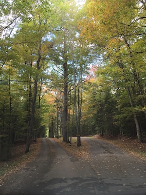 The leaves are starting to change as of sep20, 2015. North woods