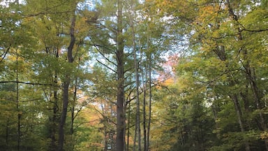 The leaves are starting to change as of sep20, 2015. North woods