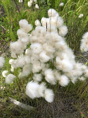 I have read about wild cotton but this is the first time to actually see it growing. While the pic may look blurry, it’s just the fluffiness of the plant.