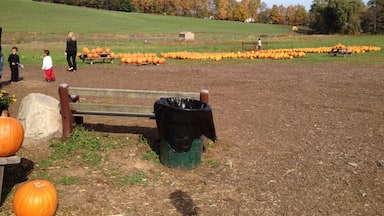 Pumpkin picking in New Hampshire  during the fall 2013. #pumpkinpicking #cornmaze #NH 