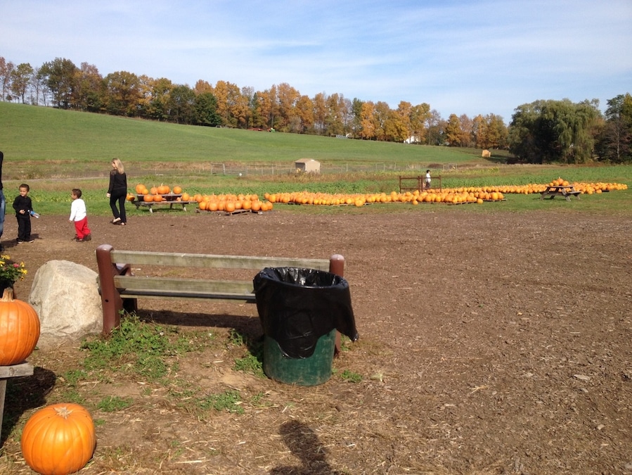 Pumpkin picking in New Hampshire during the fall 2013. #pumpkinpicking #cornmaze #NH
