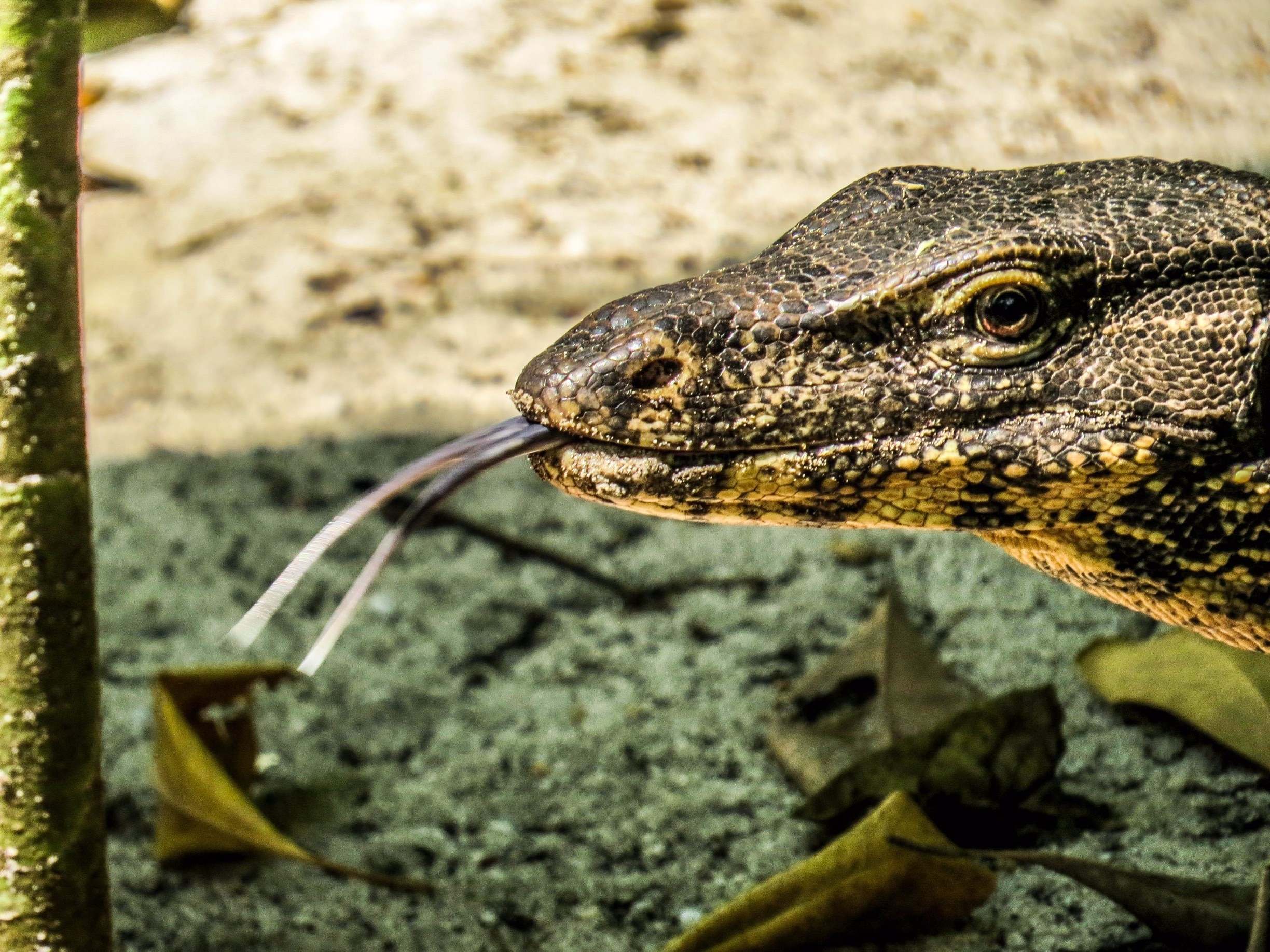 Lizard in Hong Island, Thailand.