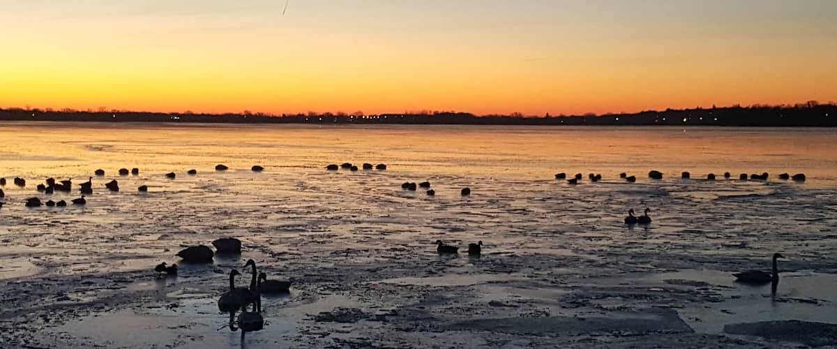 Ice coming in on edges of lake with Swans and Canadian Geese sleeping on ice.