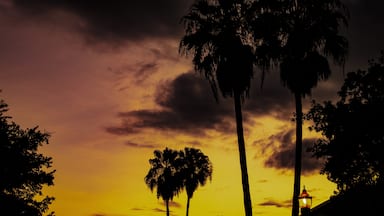 Valley palm trees and sunset. 