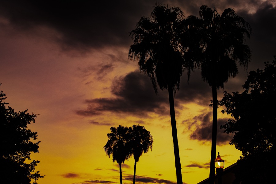 Valley palm trees and sunset.