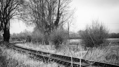 A view along the tracks on the Cholsey and Wallingford Railway.

#railway #heritage #landscape #tracks #trees 