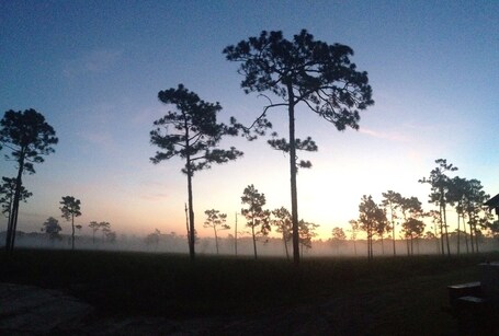 Poinciana