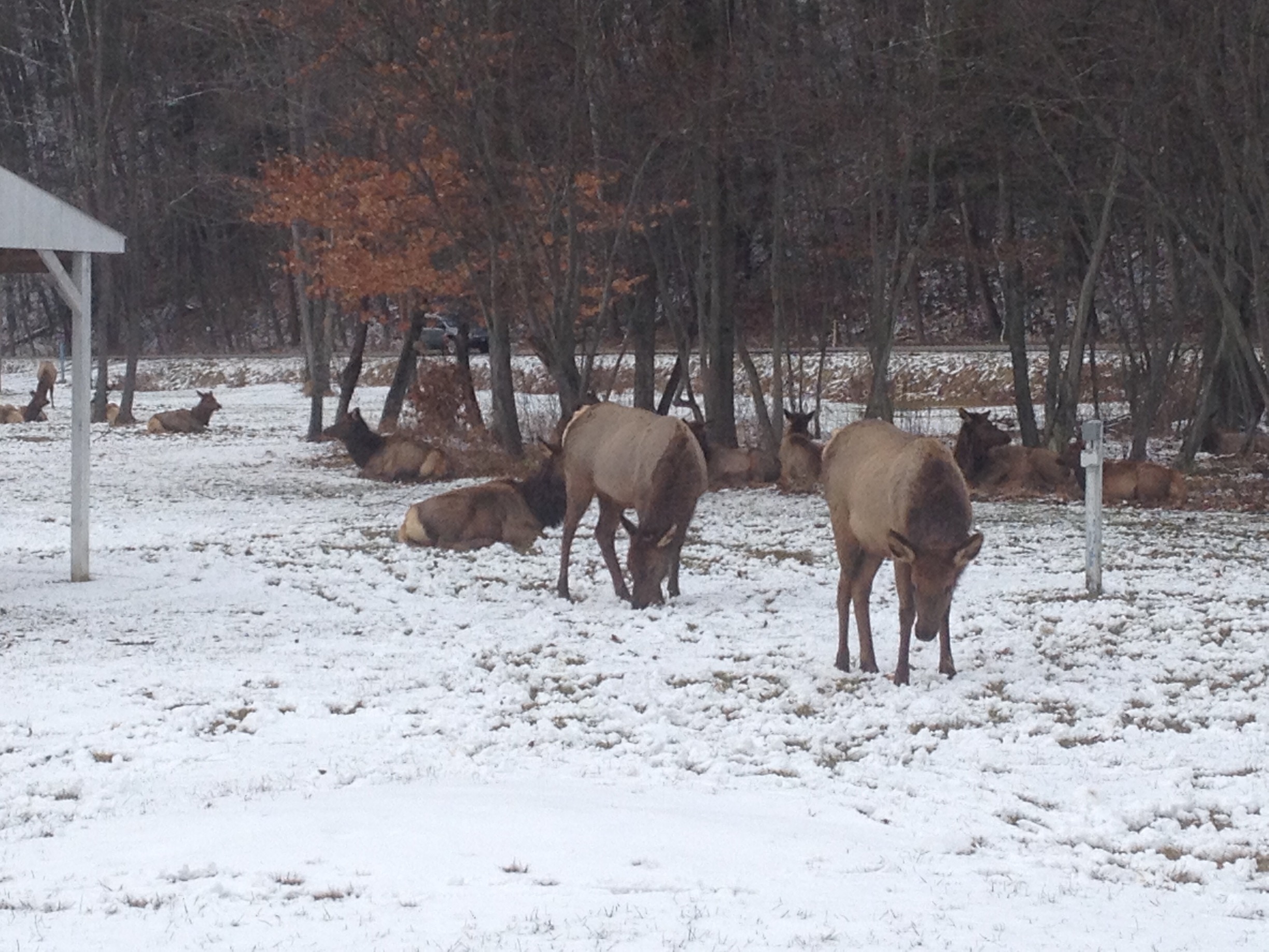 Elk County Pennsylvania - the herd of elk was previously extinct from hunting, so Rocky Mountain elk were brought from the west to repopulate. Now, you can see dozens of elk roaming this area, the herd is now up to over 200 elk! 