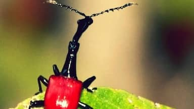 Giraffe weevil from Madagascar. Endemic. Very small - about 1 inch long (2.5cm). We saw lots of these as we hiked along the roadway in search of lemurs.  Even funnier looking when they fly.