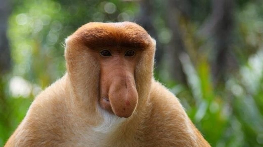 Labuk Bay Proboscis Monkey Sanctuary, Sandakan, Sabah, Malaysia