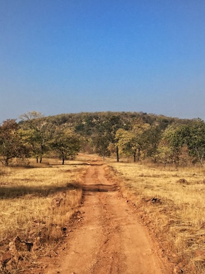 Dusty #tiger country