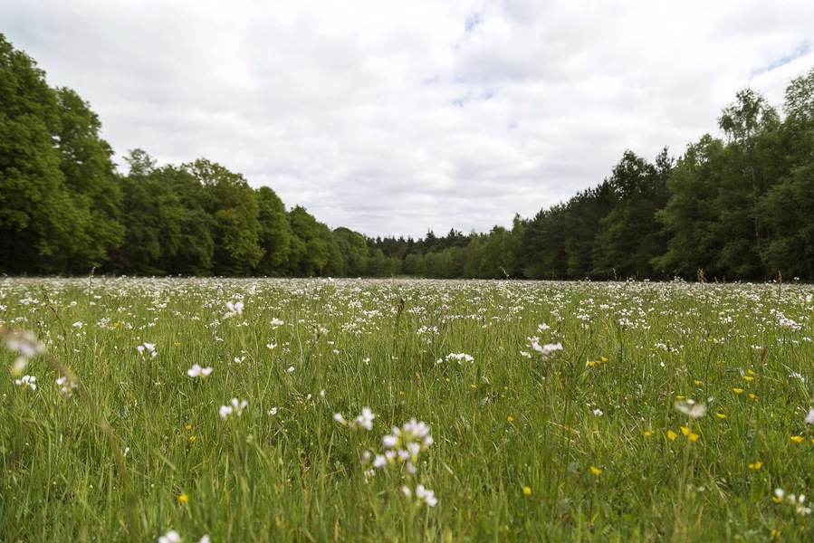 I miss the Netherlands!!! I miss it! #simplybeautiful #Netherlands #countryside #weekendgetaway