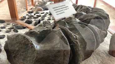 萊瓦鎮化石博物館/