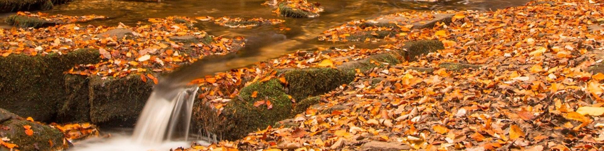 Plas Power woods Bersham, Wrexham North Wales.
Nant Mill waterfall during the Autumn months, hidden away in splendid woodland. There are plenty of walks in the area with lots of nature and wildlife to enjoy.