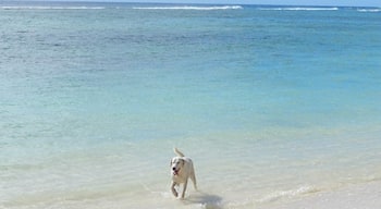 With the heat unbearable, even the local pups are happy to take a dip in these beautiful waters of the Cook Islands. 
Took me a fair few tries to get to this beautiful place, but when I eventually did, it was absolutely worth the wait!

#LifeatExpedia
#Beaches
