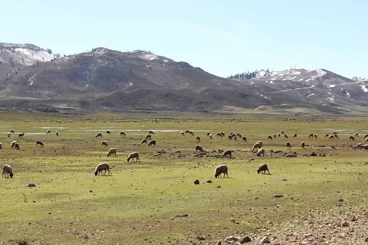 On the drive from Fes to Merzouga, you will travel through Ifran referred to as "the Switzerland of Morocco".  Not exactly what everyone envisions when you say "Morocco".  