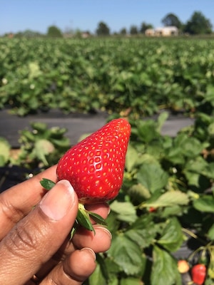 A beautiful farm on US 271 N for pick-your-own strawberries, blackberries, peaches and blueberries. Organic and pesticide free. They also sell slow churned home made ice cream made with seasonal fruit and ...strawberry and maple flavored cotton candy. Double yum!!
#localgem