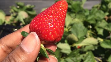 
A beautiful farm on US 271 N for pick-your-own strawberries, blackberries, peaches and blueberries. Organic and pesticide free. They also sell slow churned home made ice cream made with seasonal fruit and ...strawberry and maple flavored cotton candy. Double yum!! 
#localgem 
