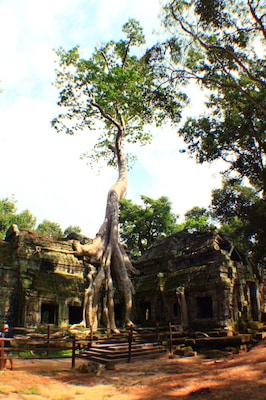 @Ta Prohm Temple at Angkor Wat Complex, Cambodia...power of nature over man made things over time ...