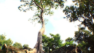 @Ta Prohm Temple at Angkor Wat Complex, Cambodia...power of nature over man made things over time ...