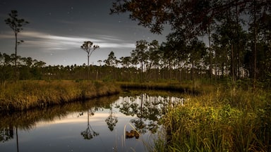 This is shot from the Pidcock Primitive Campground in Tate's Hell State Forest. It's my first venture into night time photography and I have a ton to learn. 

This forest is unreal. Its deep and remote and right on the coast in the FL panhandle. It will take a long time to explore everything there is to offer.