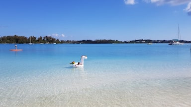 Just the usual kind of animals you would find on a Bermuda beach.
#LifeAtExpedia #bermuda