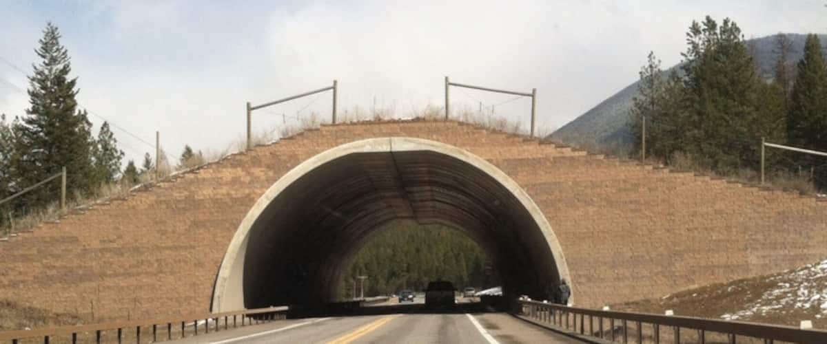 Animal bridge so they don't cross the highway.