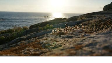 Faro de Corrubedo should be the place to see at least one of the sunsets when you are in the region. In many ways a more spectacular place than even Fistera!
