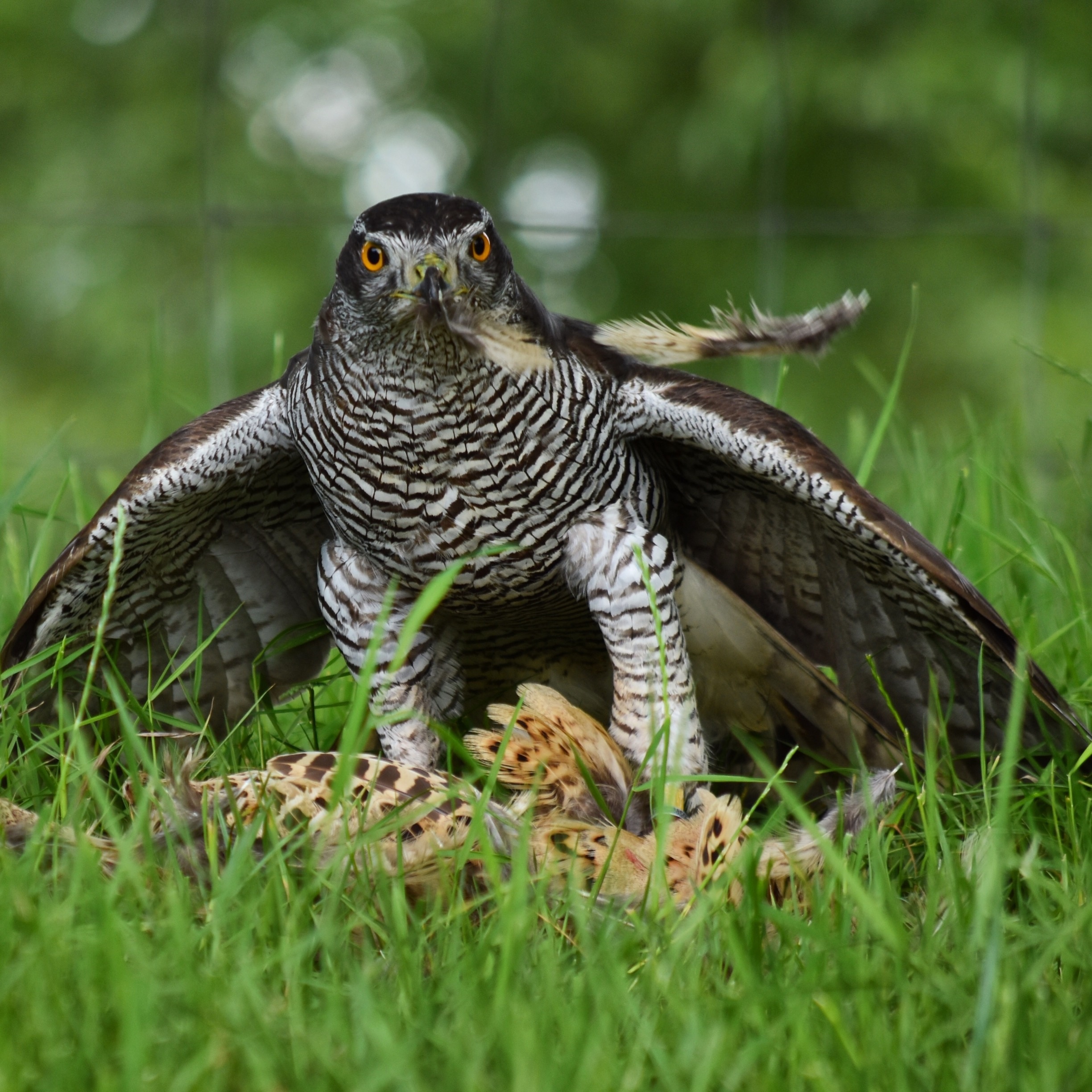 Photo by Lauren Pinfield