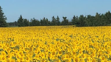 Beautiful field of sunflowers en route to Arles 