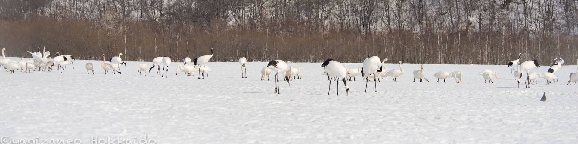 The place where all Japanese Red-Crowned Cranes gather and the action to catch! #japaneseredcranes #cranes #japan #hokkaido #tsurui #dance