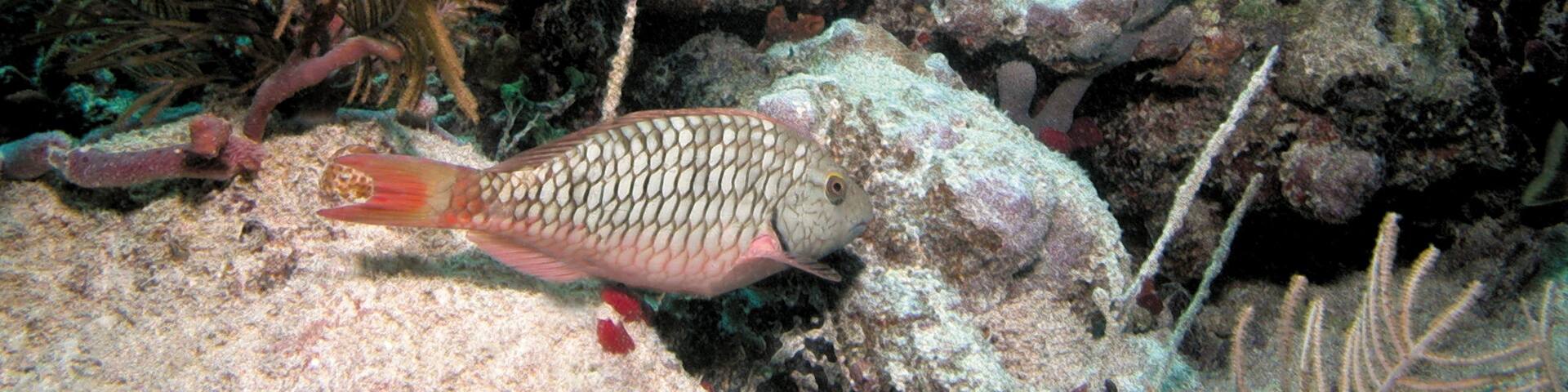 Sea plumes galore, lots of coral, and plenty of perky parrotfish. This is a stoplight parrotfish (Sparisoma viride). Like all parrotfish, this species can change its sex.