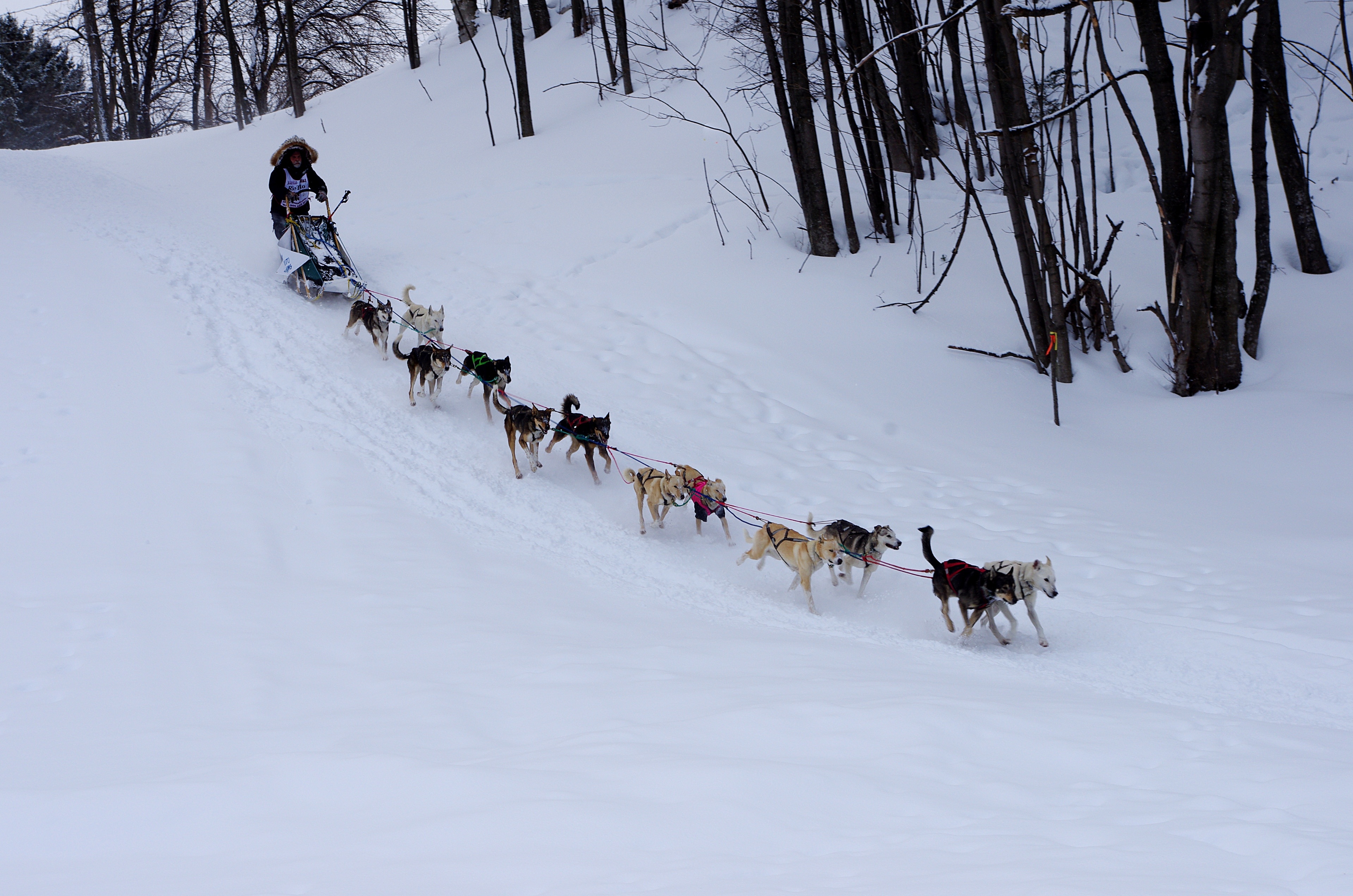 How to Become a Musher - Michigan Blue Magazine