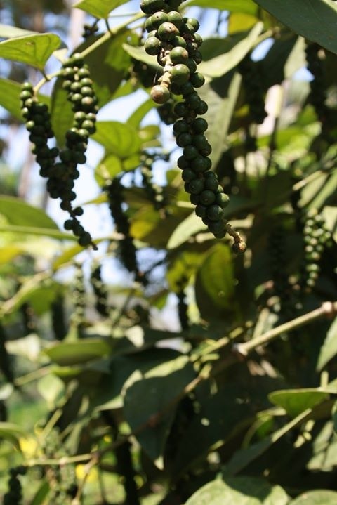 #LifeAtExpedia

Pepper growing on coconut trees in my father’s farm