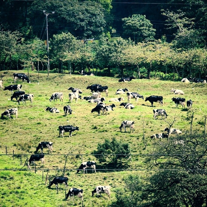 #cows just chillin'