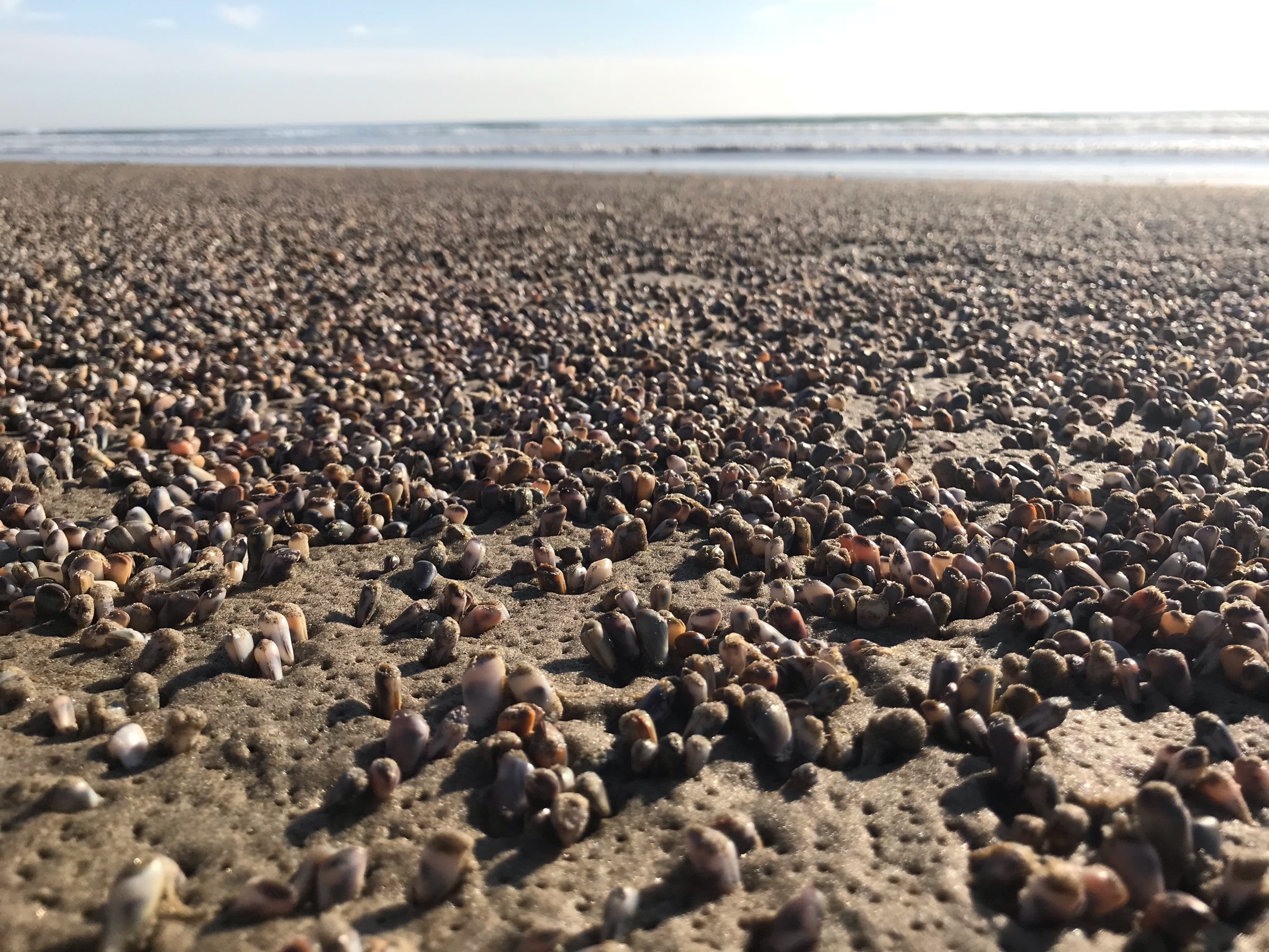 Exploring the #GreatOutdoors and noticed this part of Malibu, to be exact Zuma beach... shells...so pretty!