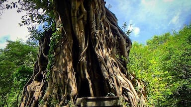 The Forest Temple was most notable for the trees that had used the brick towers as shortcuts to great heights.