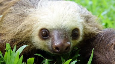 Baby sloth getting a little time outside at the Sloth Sanctuary in Costa Rica. #wildlife