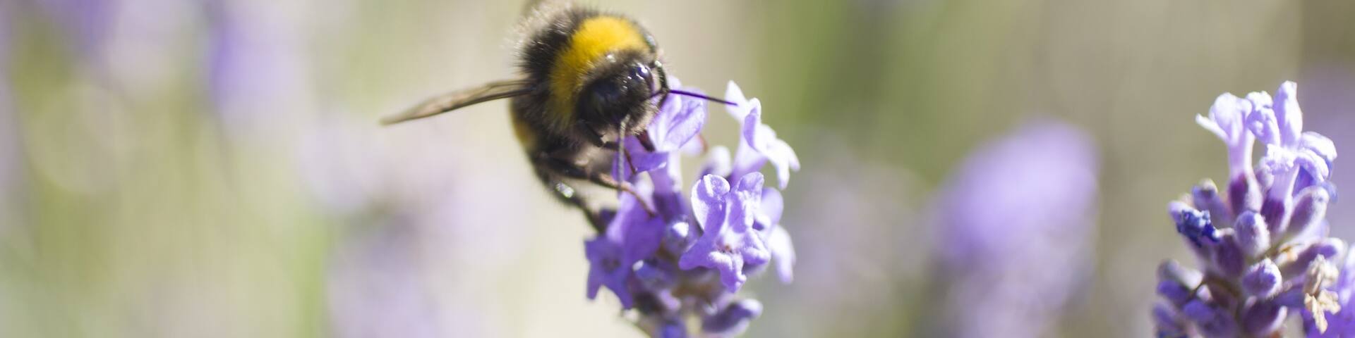A visitor to my garden one late summer evening. #lavender #bees #wildlife