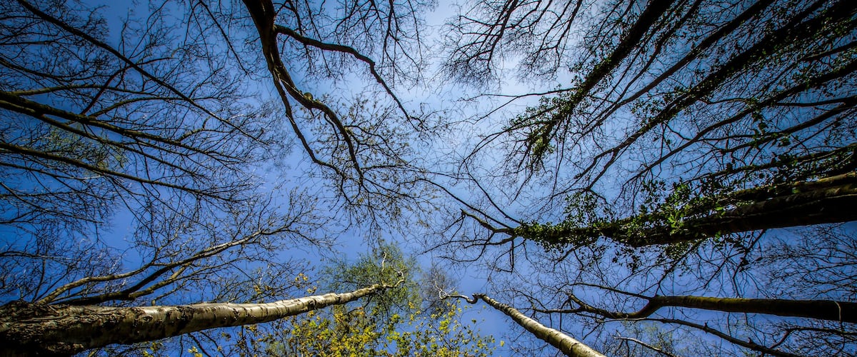 Tall Trees