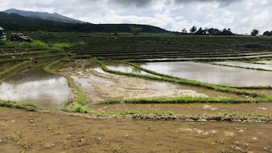 Rice Field in Aluyan