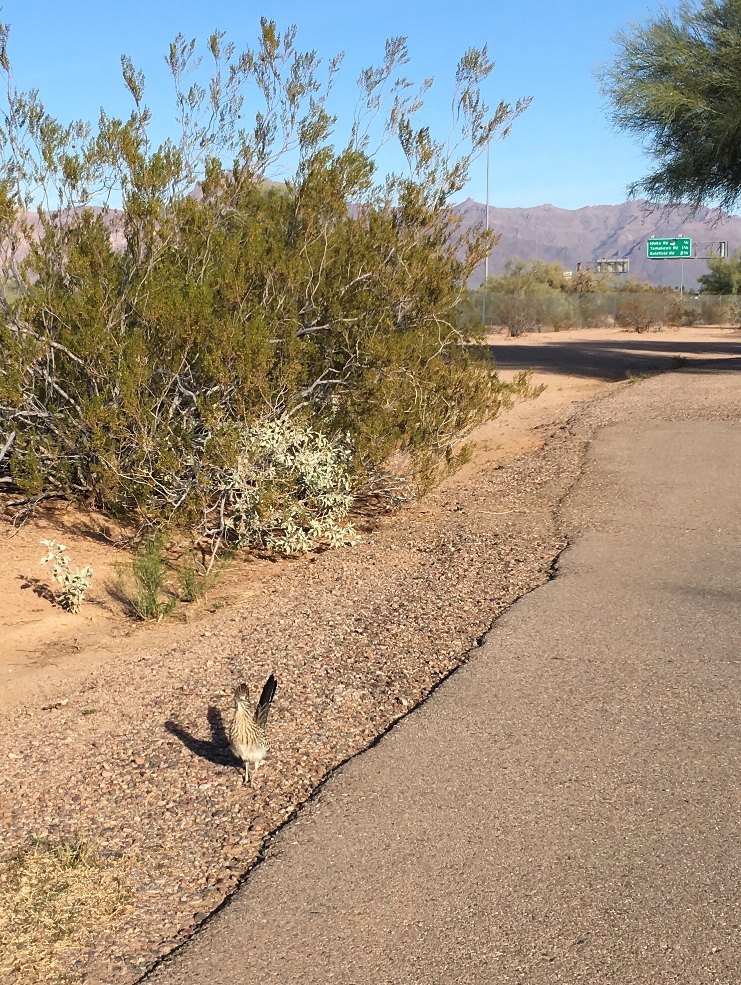 Beep beep! This road runner wanted to play golf with us. #roadrunner#Arizona