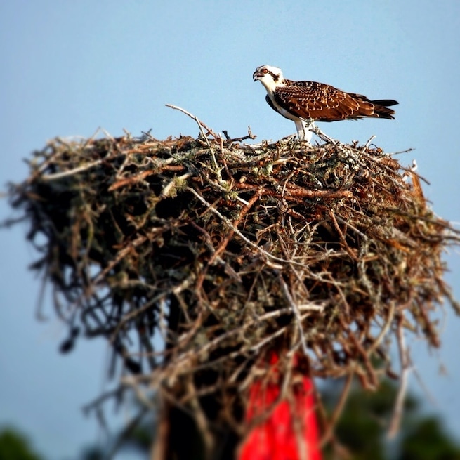 The osprey is a large raptor, sometimes reaching a wingspan of 6 feet, that calls North America and parts of Africa home. This osprey was nesting with two chicks in the nest. I wouldn't say they are the prettiest bird, but their babies can be really...ugly. But, they are still baby birds and as such demand an awe!
For the bird lovers out there the eastern seaboard is an amazing place to see all kinda of birds. Migrating birds during the winter and transitional months. Marshes proving food for all birds.