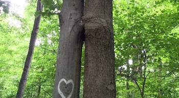 Kissing trees in Cherokee Park
