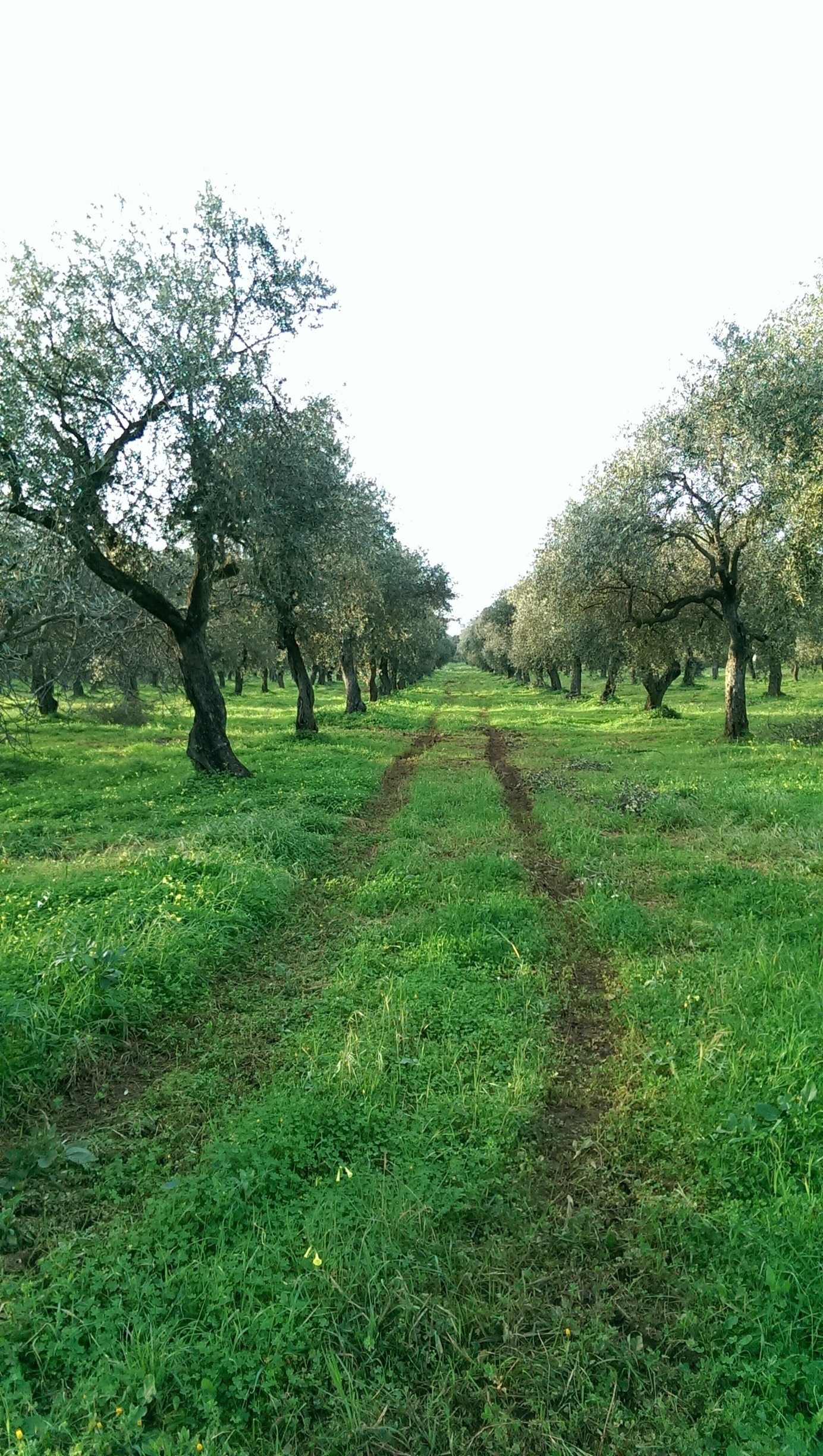 Beautiful walk through Alghero in Sardegna 
#Green 