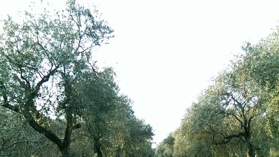 Beautiful walk through Alghero in Sardegna
#Green